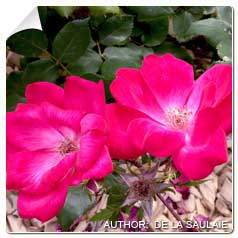 Roseira 'Knock Out'